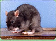 rat control Kidbrooke
