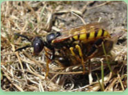 wasp control Kidbrooke