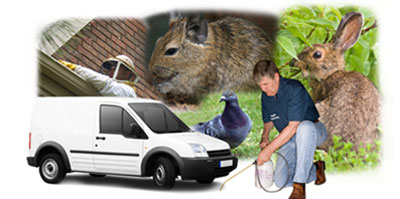 Kidbrooke local van